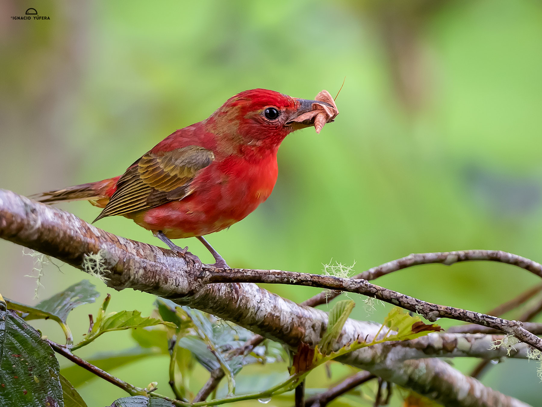 Summer-tanager-young-3