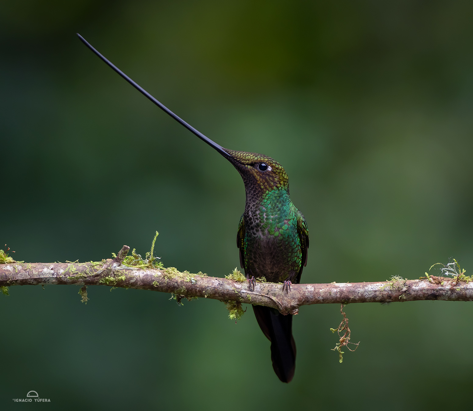 Sword-billed Hummingbird (Ensifera ensifera), male, Papallacta, Ecuador