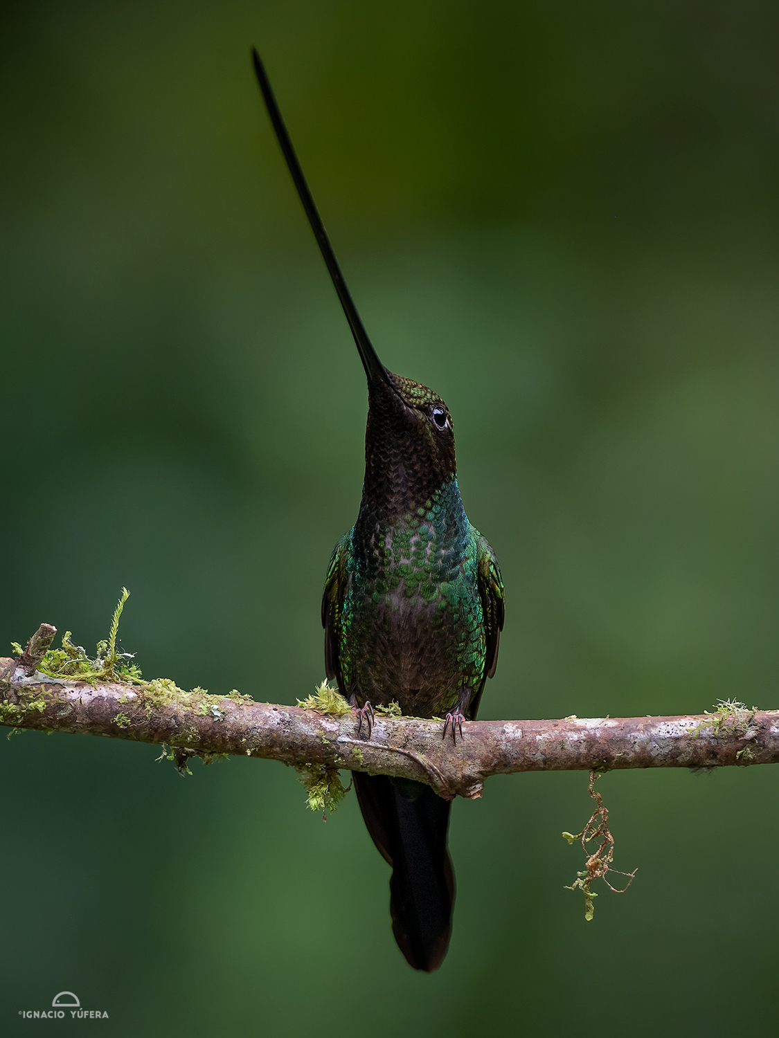 Sword-billed Hummingbird (Ensifera ensifera), male, Papallacta, Ecuador