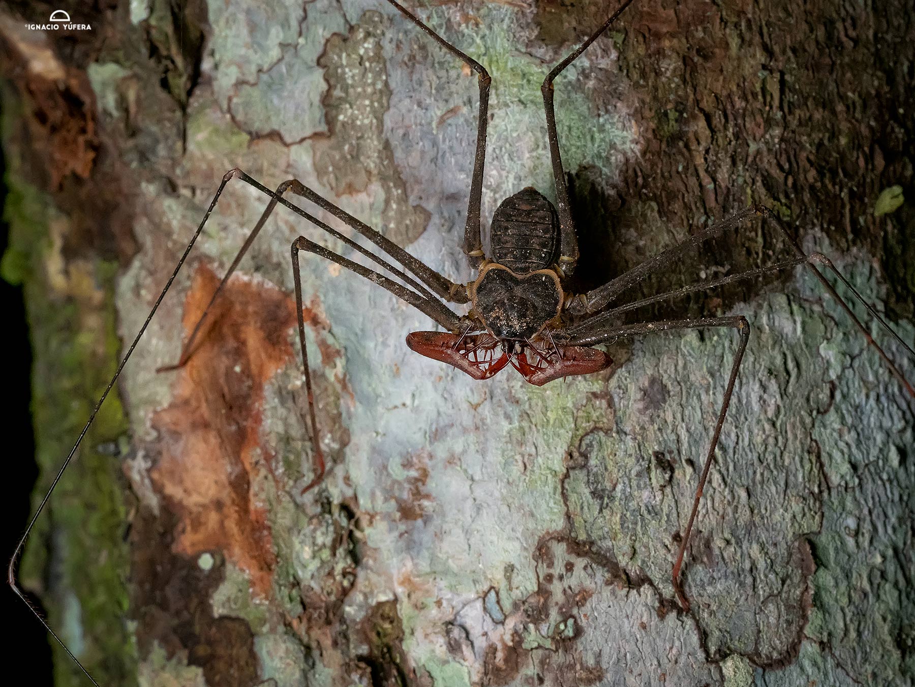 Amblypygid (Tailless Whip Scorpion), Yasuni, Ecuador