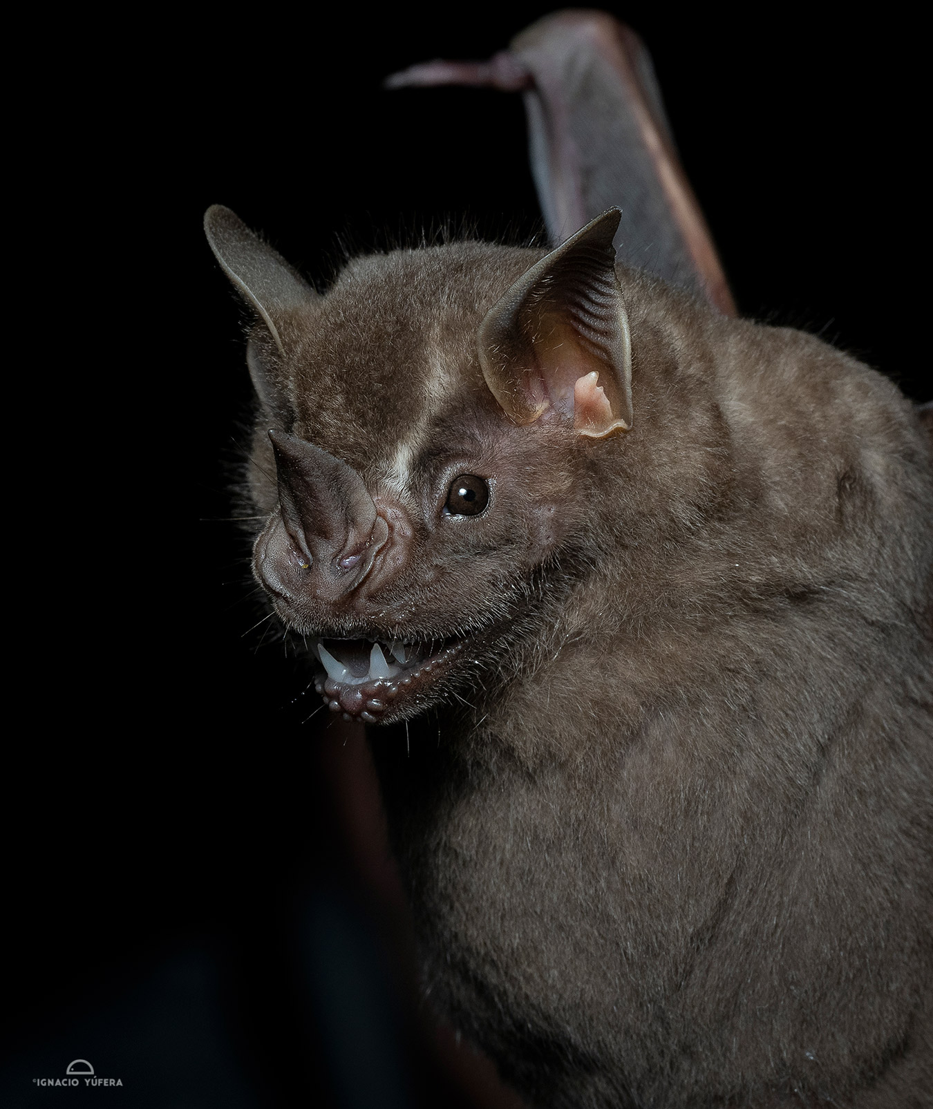Flat-faced Fruit-eating Bat (Artibeus planirostris), Madre de Dios, Peru