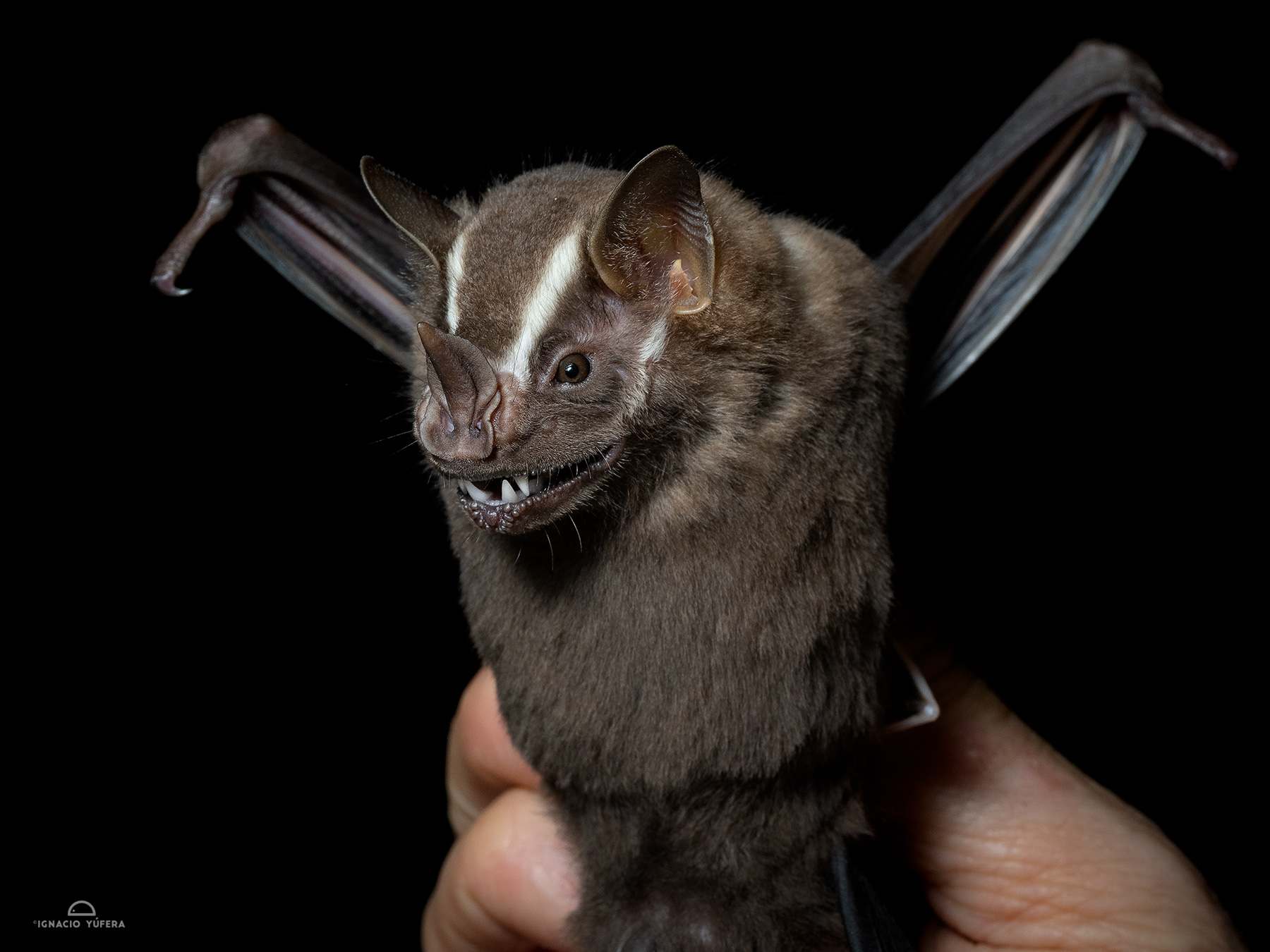 Greater Fruit-eating Bat (Artibeus lituratus), Madre de Dios, Peru