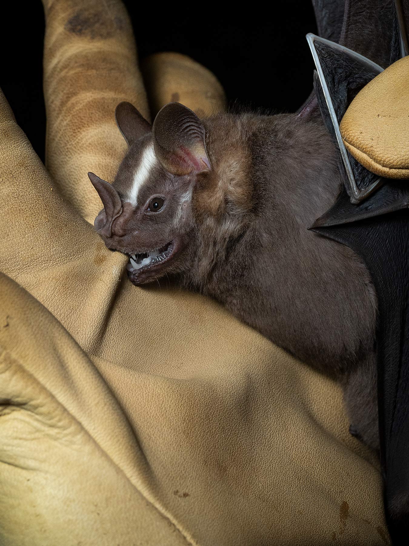 Greater Fruit-eating Bat (Artibeus lituratus), Madre de Dios, Peru