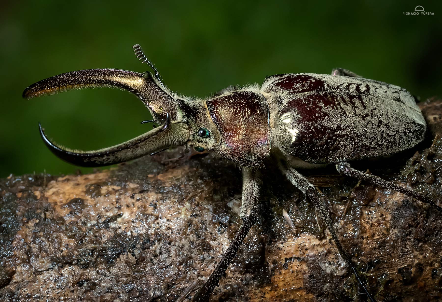 Stag beetle (Sphaenognathus feisthameli), Abra Patricia, Peru