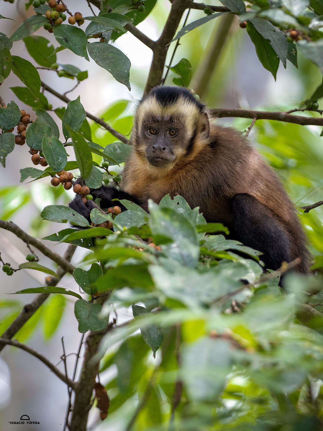 Black-capped Capuchin Monkey (Cebus apella), Madre de Dios, Peru
