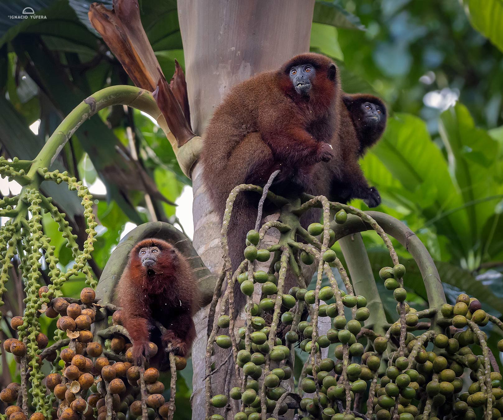 Brown Titi Monkeys (Plecturocebus brunneus), feeding on palm fruit, Madre de Dios, Peru