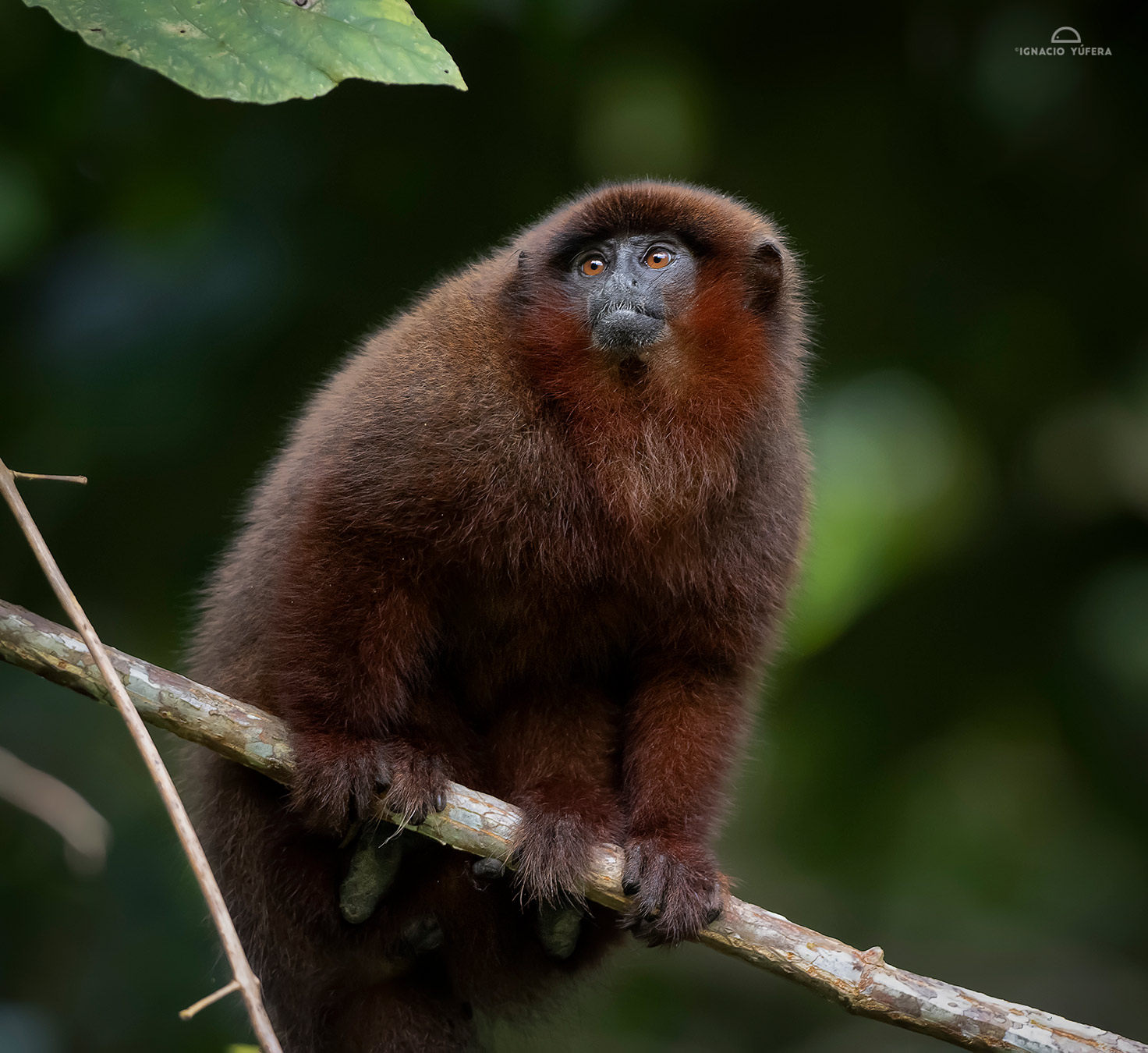 Brown Titi Monkey (Plecturocebus brunneus), Madre de Dios, Peru