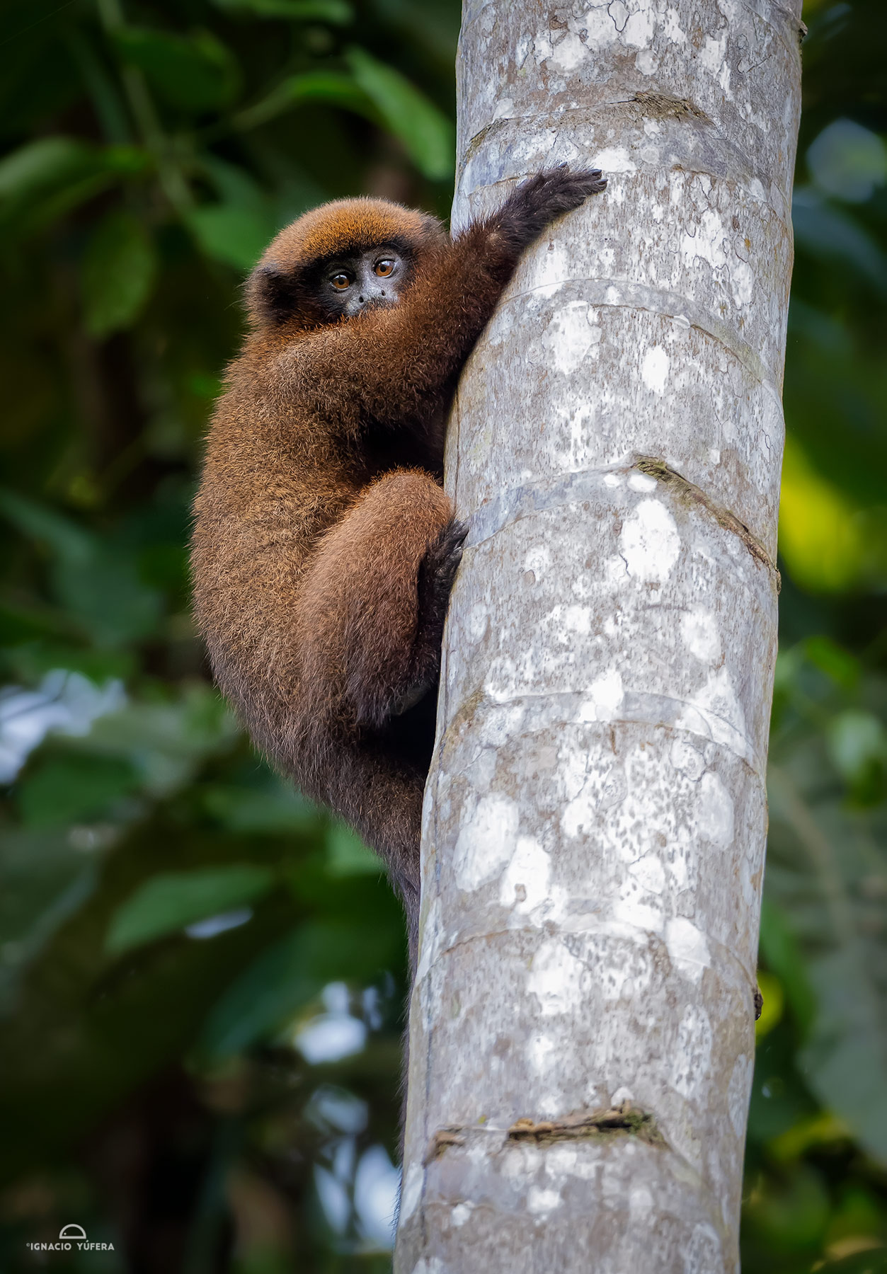 Brown Titi Monkey (Plecturocebus brunneus), Madre de Dios, Peru