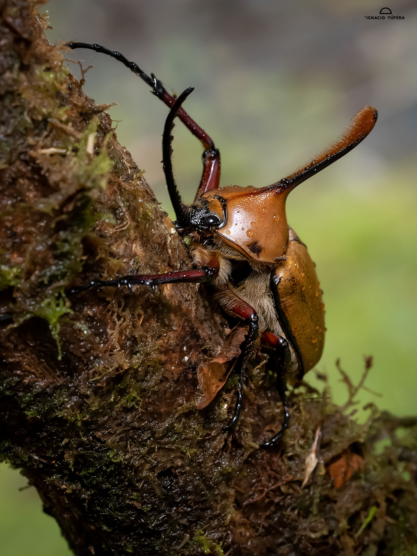 Rhino beetle (Golofa eacus), Madre de Dios, Peru