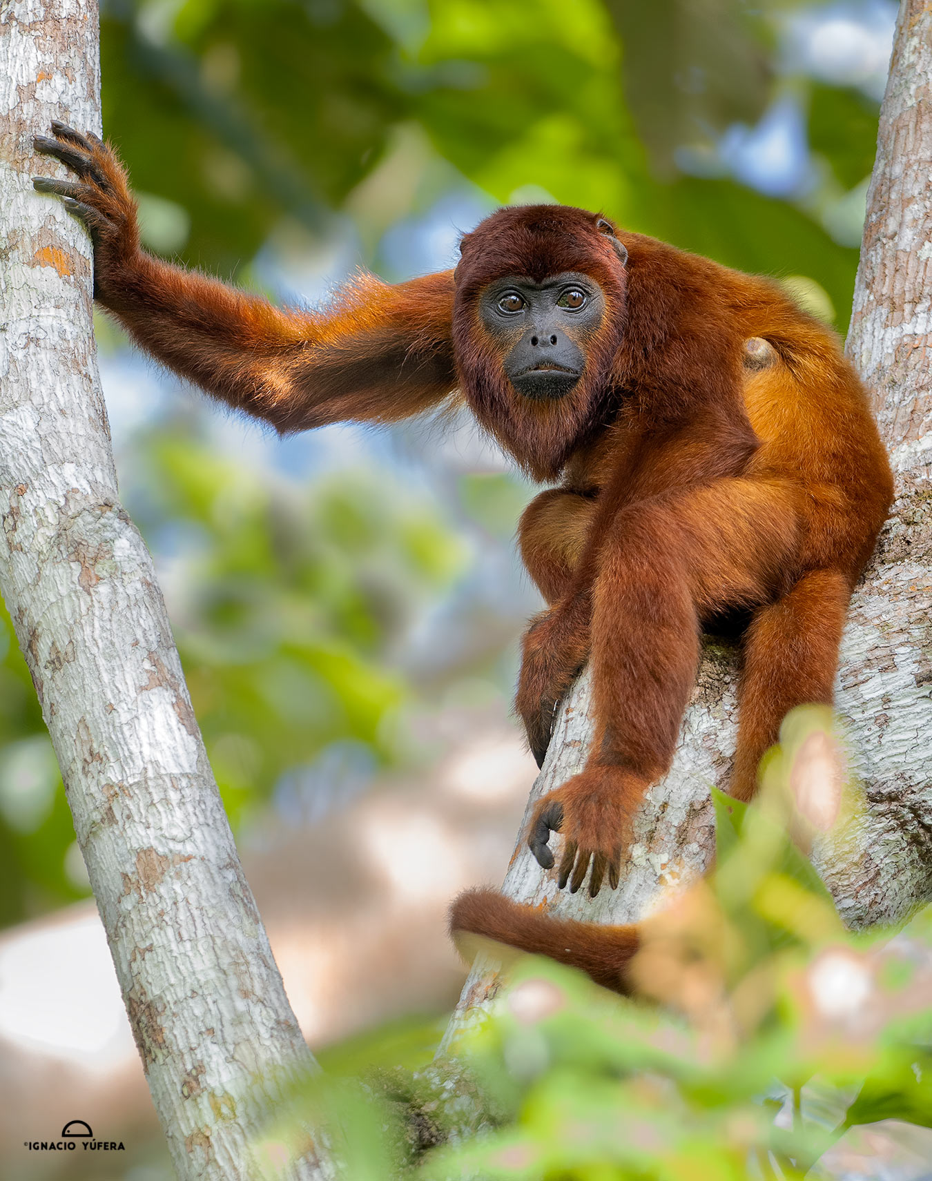 Venezuelan Red Howler Monkey (Alouatta seniculus), Madre de Dios, Peru