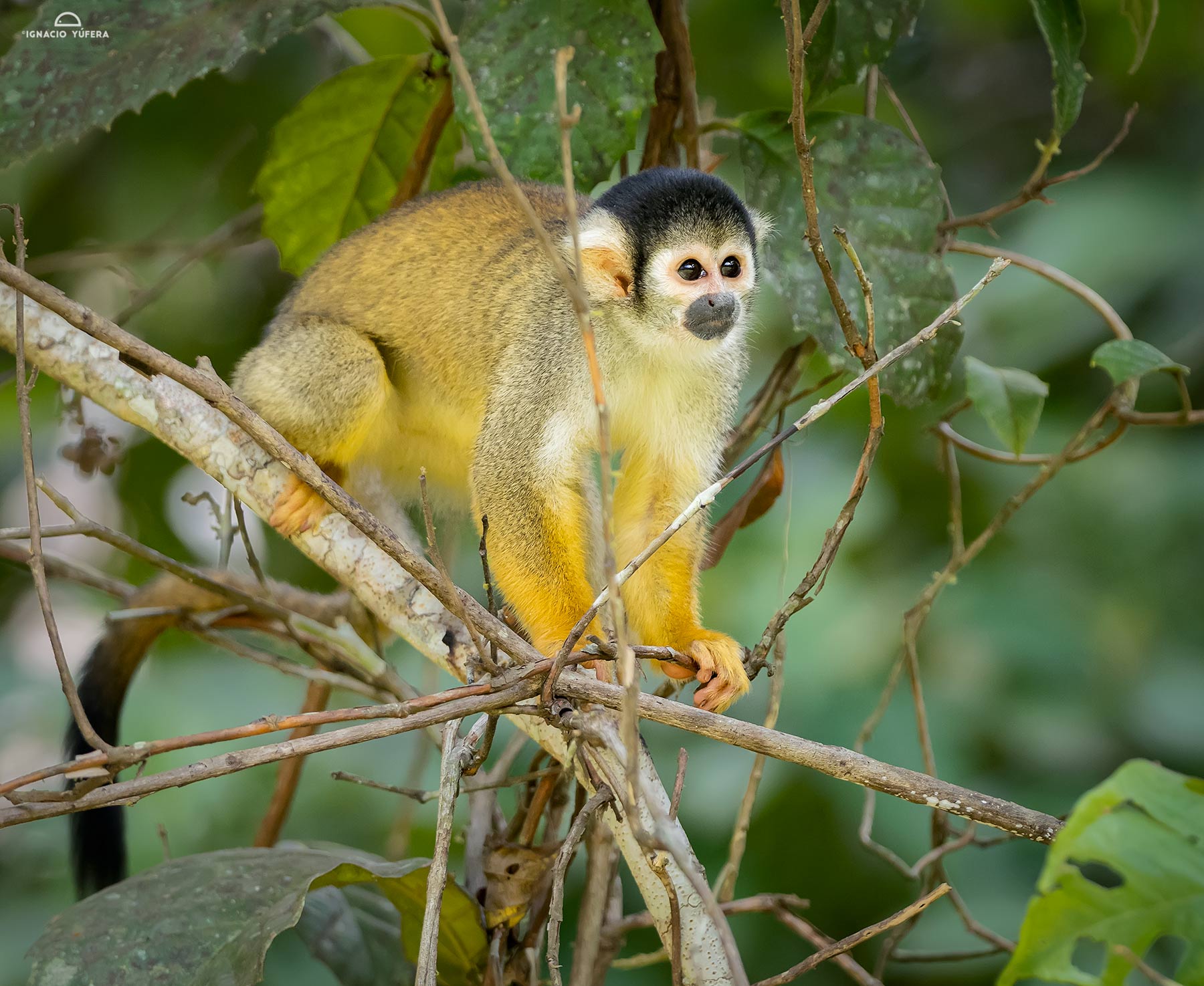 Bolivian Squirrel Monkey (Saimiro boliviensis), Madre de Dios, Peru