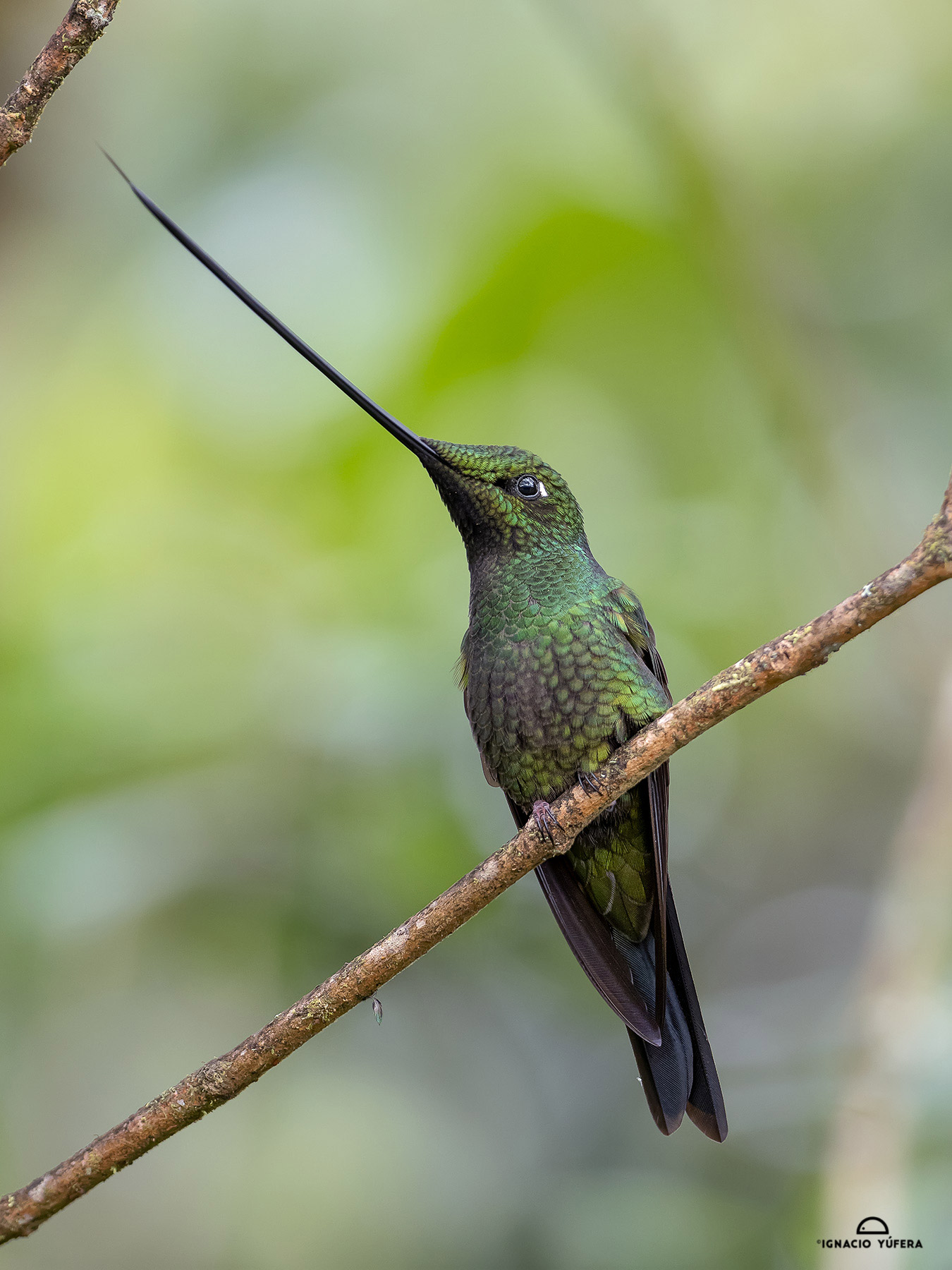 Sword-billed Hummingbird (Ensifera ensifera), Abra Patricia, Peru