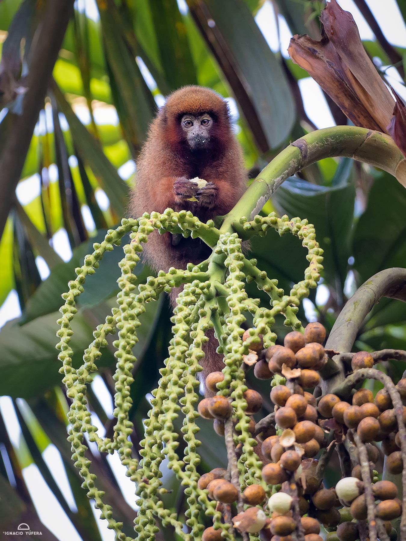 Brown Titi Monkey (Plecturocebus brunneus), feeding on palm fruit, Madre de Dios, Peru